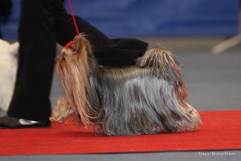 yorkshire_terrier_at_show1.jpg